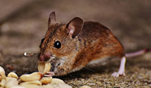24 Hour & Emergency Exterminators in Greenwood, MO
